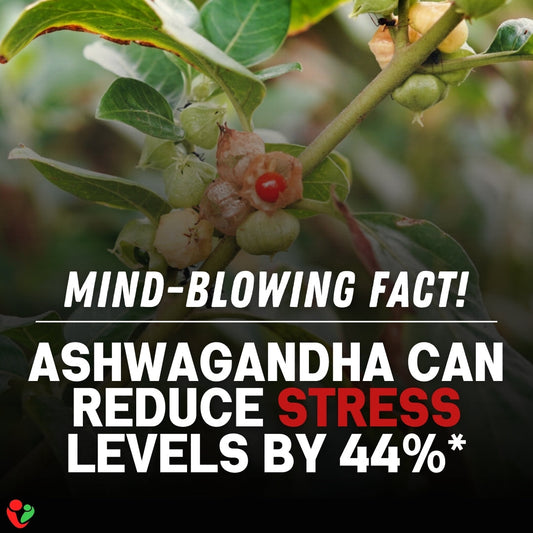 Ashwagandha: The Ancient Stress Buster Backed by Science!